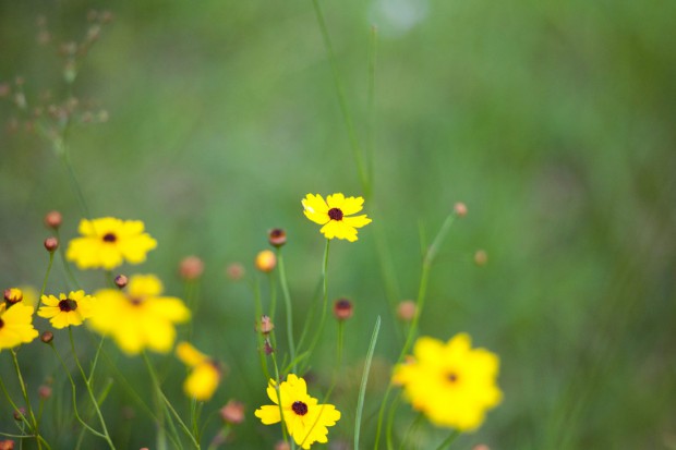 Summer of 2012 – Yellow Flowers
