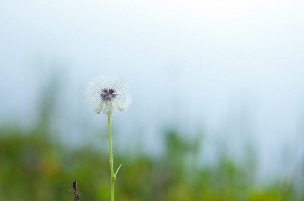 Summer of 2012 – Dandelion