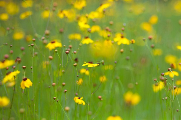 Summer of 2012 – More Yellow Flowers