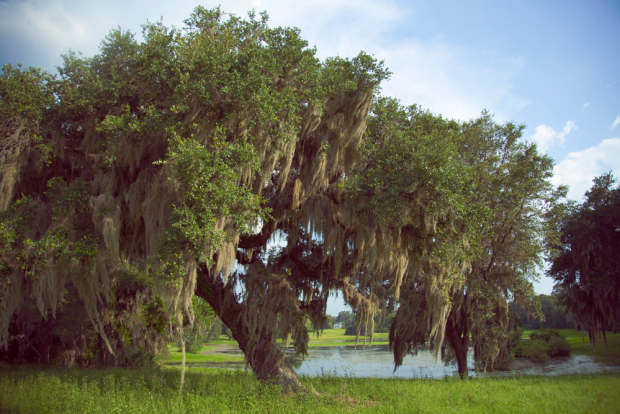 Stream-of-consciousness-meditation-on-trees-at-Fair-Oaks-1