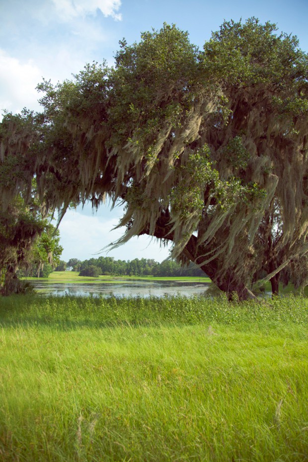 Stream-of-consciousness-meditation-on-trees-at-Fair-Oaks-2