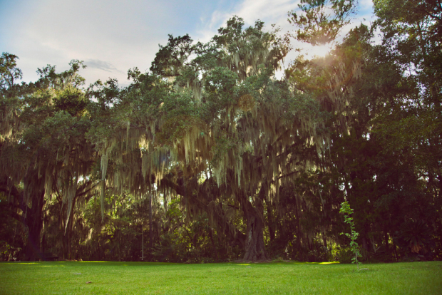 Stream-of-consciousness-meditation-on-trees-at-Fair-Oaks-3