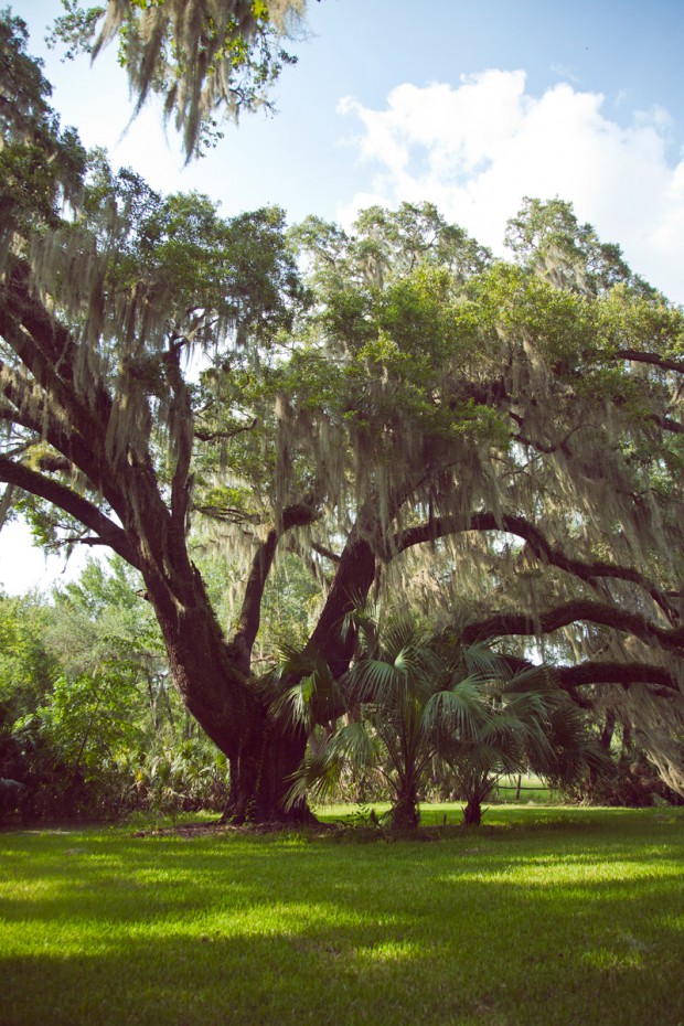 Stream-of-consciousness-meditation-on-trees-at-Fair-Oaks-4