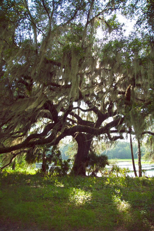 Stream-of-consciousness-meditation-on-trees-at-Fair-Oaks-5