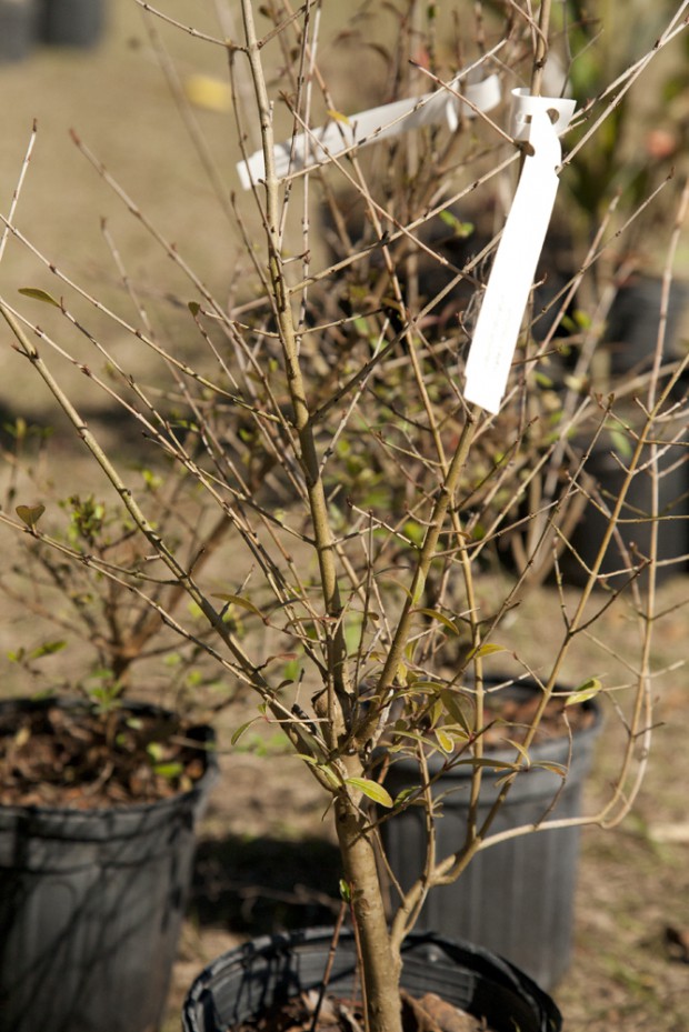february-tree-planting-055